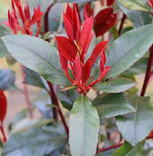 Glanzmispel Camilvy 60-80cm - Photinia fraseri