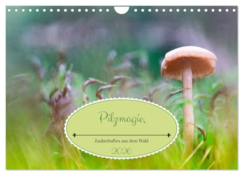 Pilzmagie (Wandkalender 2026 DIN A4 quer), CALVENDO Monatskalender: Kleine Pilze im Makro ganz groß dargestellt (CALVENDO Natur)