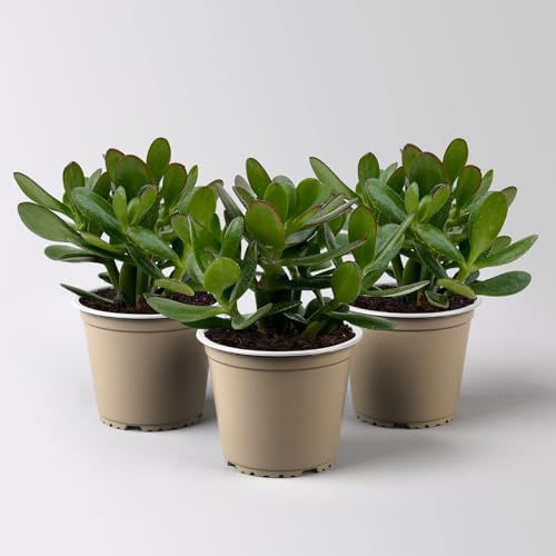 Geldbaum 'Magical Tree', Topf-Ø 12 cm, Höhe ca. 20 cm, 3 Pflanzen