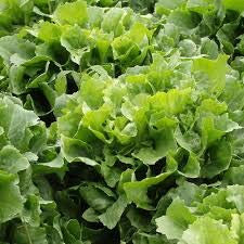 Semi Indivia Verde arricciato Ruffec Giardino Camere non OGM Tasty Cuore Festive foglie bianche (300)