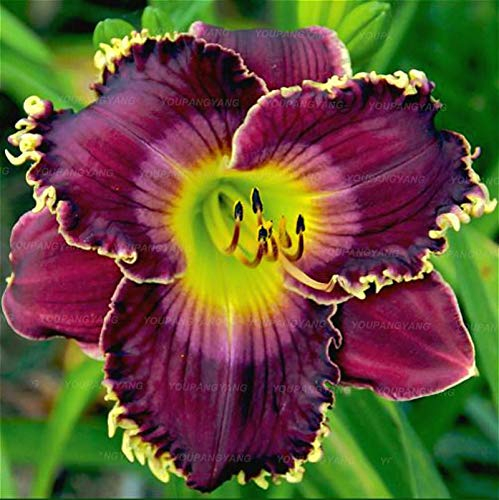 Sump 100pcs Taglilien Blumensamen für schönen Garten Lila