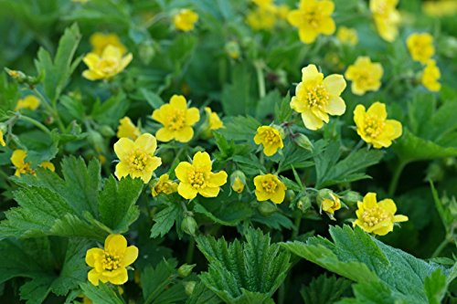 100 x Waldsteinia geoides (Staude/Winterhart/Bodendecker/Immergrün/Mehrjährig/Problemlöser) Ungarwurz - Goldene Blütenpracht für schattige Ecken. - Pflegeleicht - von Stauden Gänge