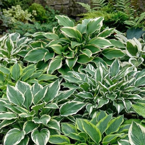 Hosta Planta Stripped - 5 Planta Hosta Funkien - Plantas Naturales Exterior de Holanda - Plantas de Exterior Resistentes - Decoracion Jardin, Macetas y Balcón - Sin Semillas, No Artificiales