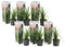 Plant in a Box - Cortaderia selloana Weiß und Rosa - 6er Set Pampasgräser - Ziergräser Kollektion - Schnellwüchsig und Winterhart - Topf 9cm - Höhe 25-40cm