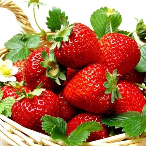 300 Unids Gigantes Semillas de Fresa Jardín Patio Granja Delicioso Balcón Bonsai Decoración Semillas de Jardinería para Plantar Ahora Semillas de fresa gigante