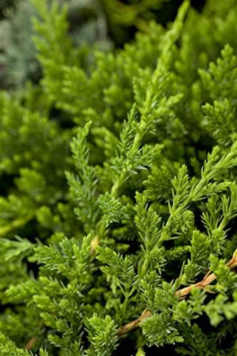 Juniperus horizontalis 'Prince of Wales' 15-20 cm - Kriech-Wacholder, immergrün, flachwachsend, ideal als Bodendecker, pflegeleicht und winterhart