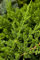 Juniperus horizontalis 'Prince of Wales' 15-20 cm - Kriech-Wacholder, immergrün, flachwachsend, ideal als Bodendecker, pflegeleicht und winterhart