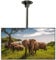 Universal TV Stand, TV Ceiling telescopic Bracket - Height Adjustable Monitor Ceiling Mount, for 32-60 inch LCD LED Plasma TVs, VESA 600x400 Capacity 75kgs (Size : L 2M) (L 1M)