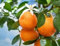 Piante di Mandarino, Citrus reticulata, varietà in genere, H150cm (Mandarino Clementina)