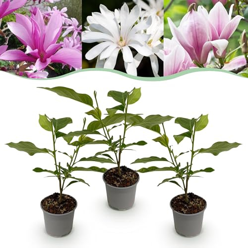 Magnolia Tricolore - Fiore bianco-rosa-viola - 3 piante - Deciduo - Bassa manutenzione - 30cm - Ø12cm - Pianta da giardino