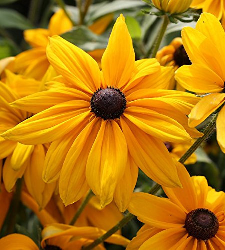 Sonnenhut Olivia - Rudbeckia