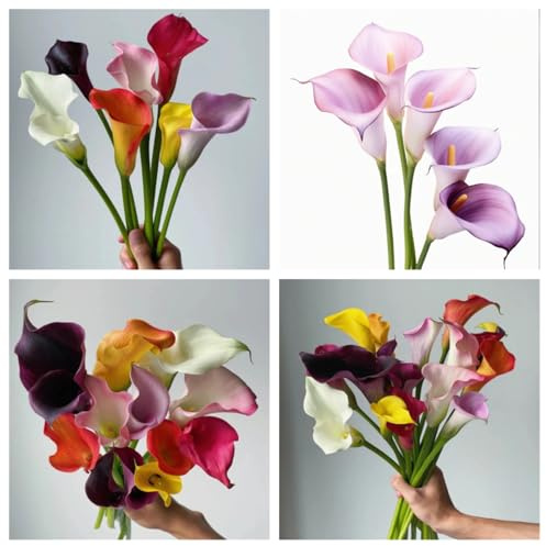 Calla-Lilienzwiebeln – in mehreren Farben erhältlich. Set mit mehreren Blumenzwiebeln. Züchten Sie Ihre eigenen Stauden-6zwiebeln-E