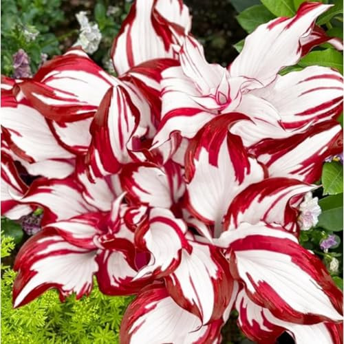 Funkien Rhizoms-Schattentolerante Premium-Stauden Gartenprojekte-Winterhart Geeignet FüR Eingangsbereiche -4 hosta-c