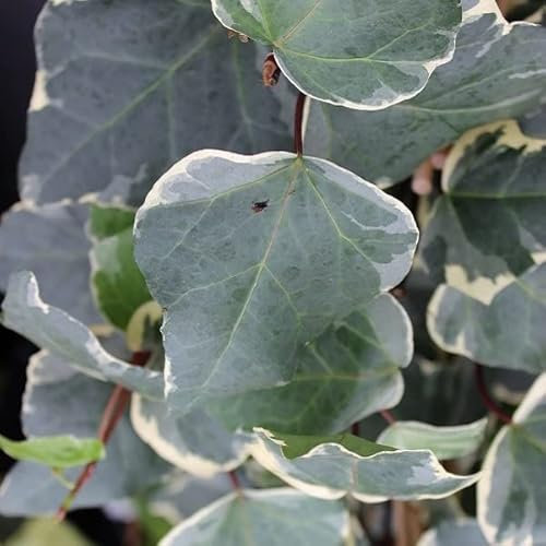 Lierre des Canaries 'Gloire de Marengo' – Hedera algeriensis 'Gloire de Marengo' 50-60 cm pot | Plante grimpante vigoureuse, feuillage panaché décoratif