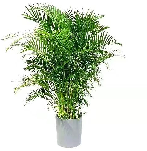 25 pcs goldfruchtpalme zimmerpflanze samen - nachhaltige geschenke für frauen Chrysalidocarpus lutescens,Dypsis lutescens, wilder wein winterhart gartenarbeit balkonpflanzen deko