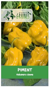 10 graines de piment habanero jaune (capsicum chinense) piment antillais fort et fruité