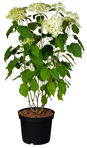 Hydrangea arborescens 'Annabelle' 40-60 cm - Schneeballhortensie, weiße Blüten, Blütezeit Juni-September, ideal für Rabatten, pflegeleicht und winterhart