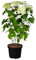 Hydrangea arborescens 'Annabelle' 40-60 cm - Schneeballhortensie, weiße Blüten, Blütezeit Juni-September, ideal für Rabatten, pflegeleicht und winterhart