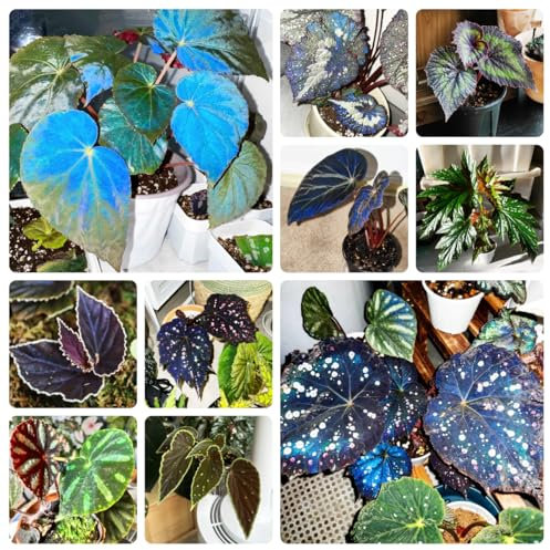 Semillas de plantas de begonia Plantas de balcón, plantas de sombra. plantas de oficina, plantas de jardín grandes plantas de interior, flores de jardín Semillas exóticas, jardín 200pcs