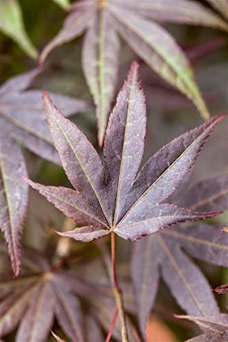 Japanischer Ahorn 'Atropurpureum' 40-60 cm Topf Acer palmatum winterhart | Purpurrote Blätter, Wuchs bis 600 cm, Blüte rot Mai-Juni, sonnig bis halbschattig, Kübelpflanze, winterhart bis -20 °C