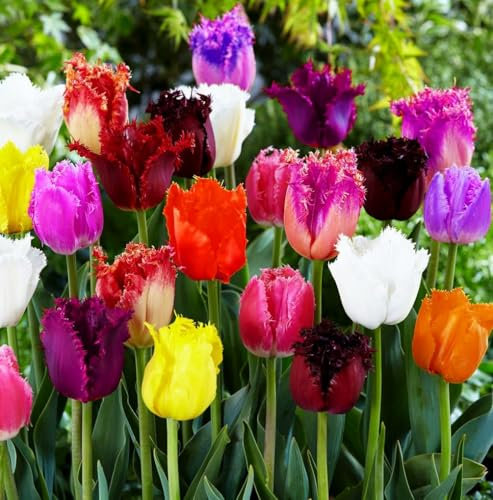 Gemischte bunte Tulpenblumenzwiebeln – mehrjährig – blühende Frühlingsblumenzwiebel – mehrfarbige Tulpenzwiebeln (5 Zwiebeln)