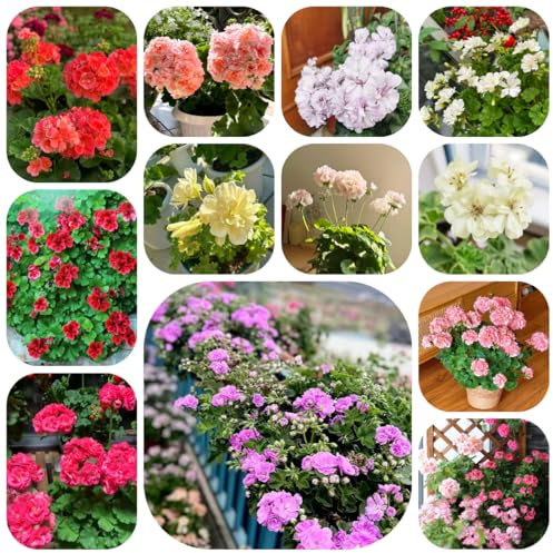 semillas de geranio plantas resistentes para el jardín balcón de flores balcón resistentes hierbas hierbas silvestres flores de jardín, plantas 450pcs
