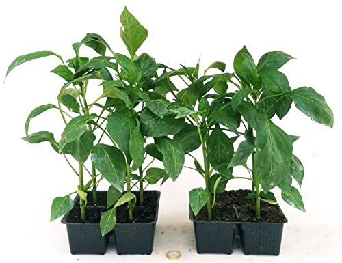 POWERS TO FLOWERS - PEPERONE FRIGGITIELLO (FRIARIELLO), 8 PIANTE BIO, Piante vere
