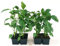 POWERS TO FLOWERS - PEPERONE FRIGGITIELLO (FRIARIELLO), 8 PIANTE BIO, Piante vere