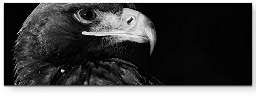 Paul Sinus Art Leinwandbilder | Bilder Leinwand 150x50cm Portrait eines Adlers – schwarz, weiß