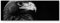 Paul Sinus Art Leinwandbilder | Bilder Leinwand 150x50cm Portrait eines Adlers – schwarz, weiß