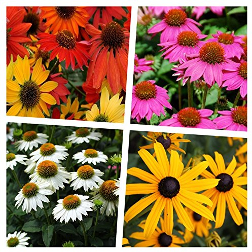 4 x Sommerstauden Kollektion (Stauden/Staude/Mehrjährig/Winterhart) Echinacea & Rudbeckia – Die perfekte Kombination für ein Blütenmeer - Wir lieben die Sonne - von Stauden Gänge