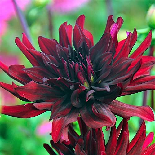 Esotico 2Pcs Dalia bulbi Nero Viola Rare Varietà Fresca Fragranza Del Fiore Giardinaggio Paesaggio Bouquet Decorazione Ornamentale
