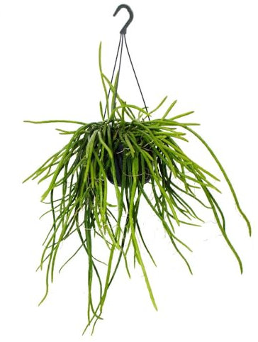 Exotenherz Urban Jungle Elegance Moderne Kakteen-Ampel mit toller Blattstruktur Selenicereus wercklei 15cm