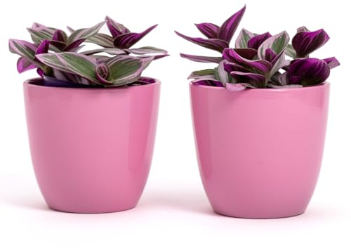 Juego de 2 macetas de terracota | Medidas D.10 cm H.9 cm | Ideal para plantas, flores y bonsáis. Par de macetas de interior y exterior | Macetas elegantes para casa, jardín, balcón y terraza (Rosa)