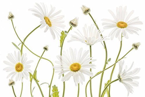 Kunstdruck/Poster: Mandy Disher Ochsenauge Gänseblümchen - hochwertiger Druck, Bild, Kunstposter, 90x60 cm