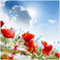 Wallario Glasbild Mohnblumen unter blauem Himmel - 30 x 30 cm Wandbilder Glas in Premium-Qualität: Brillante Farben, freischwebende Optik