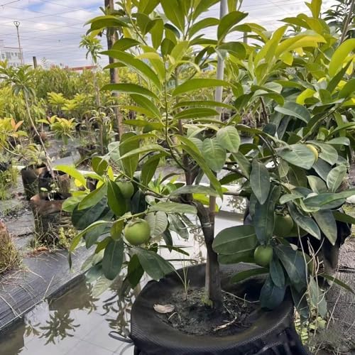 20 Pcs Diospyros Digyna Samen - Black Persimmon - Steingartenpflanzen Winterhart, Obstsamen Black Sapote Chocolate Pudding, Kaki Samen, Kakibaum, Winterharte Pflanzen Für Garten, Samen
