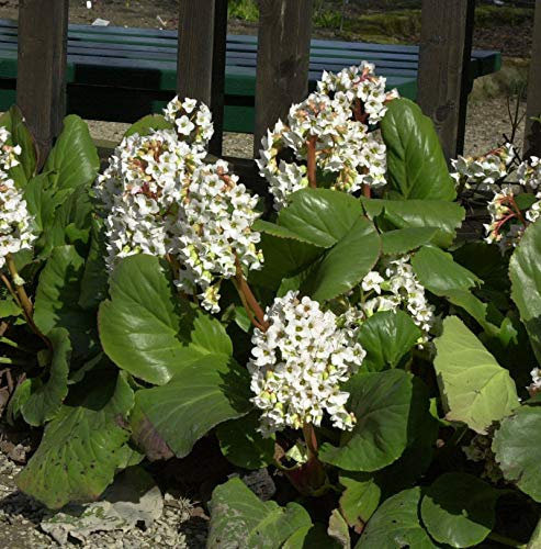 Himalaja Bergenie Brahms - Bergenia stracheyi - lebende Gartenpflanze aus den Baumschulen