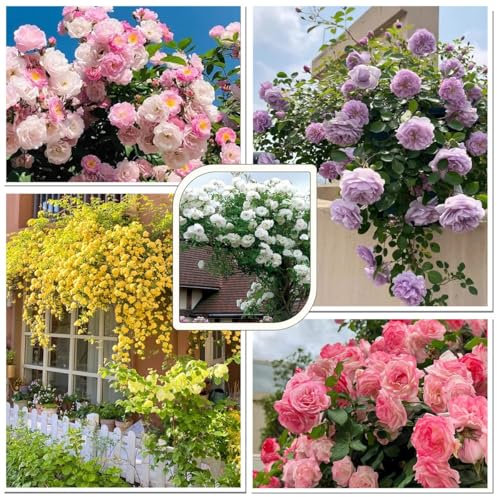 200 Graines de Rosier Grimpant, Graines de Roses de Couleurs MéLangées, Plante Vivace Exterieur, Peuvent Fleurir en Toutes Saisons, pour Les Clôtures, Les Treillis et Les Plantations Sur Balcon(Rosi
