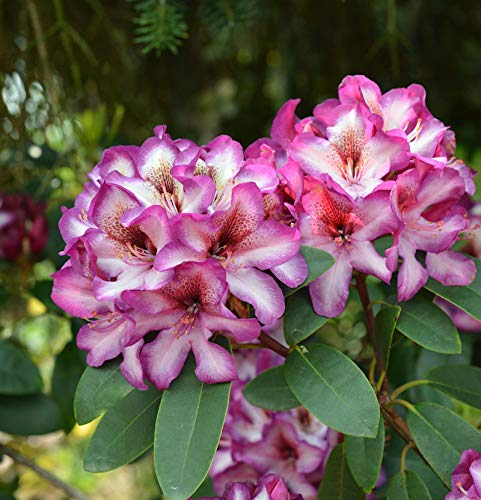 INKARHO - Großblumige Rhododendron Hans Hachmann® 40-50cm - Alpenrose