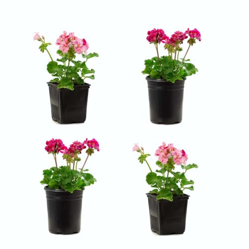 DECOALIVE Pack de 4 Plantas de Geranio con Flores de Colores Mixtos Plantas Exterior