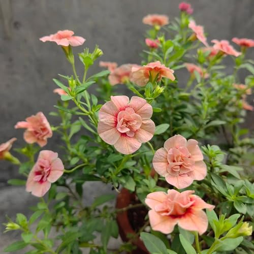 200 pcs zauberglöckchen calibrachoa samen, exotische pflanzen, balkon pflanzen (Calibrachoa elegans) wildblumen samen mehrjährig, bodendecker winterhart pflanzen für garten, garten-geschenke