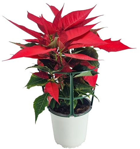Poinsettia Planta de Navidad Natural en Maceta de 12 cm – Planta Viva con Hojas Rojas y Varios Tallos – Euphorbia Pulcherrima – Ideal como Regalo y Decoración Navideña en Interior