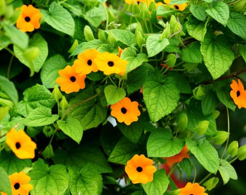 Schwarzäugige Susanne – Thunbergia alata – 40 Samen | Farbenfroher Klettermix