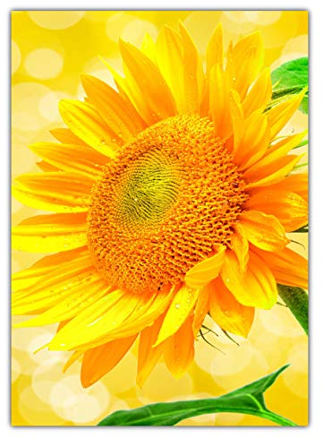 LYSCO XL Poster 70 x 50cm (F-241) wunderschöne blühende Sonnenblume (Plakate Lieferung gerollt!)