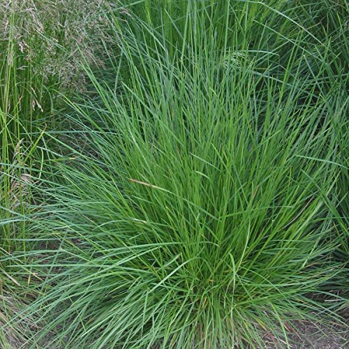 6er-Set Rasen Schmiele - Deschampsia Cespitosa: Natürliche Eleganz im 9x9cm Topf.