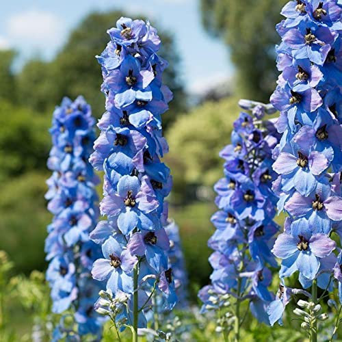 Haloppe 50 Pz Delphinium Piante Semi Per La Piantagione Del Giardino Domestico, Delphinium Semi Delphinium Ajacis Semi Per Aiuola Semi di delfinio