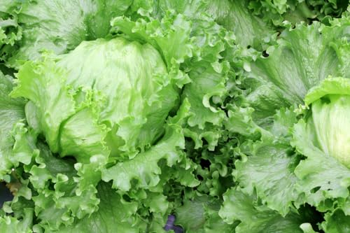 1000 semillas de lechuga iceberg Great Lakes 118 semillas de ensalada de helado Iceberg Lettuce