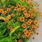 kokardenblume staude winterhart samen - gartenpflanzen winterhart mehrjährig winterharte stauden für pralle sonne gartenpflanzen winterhart bio samen bio saatgut alte sorten 800pcs