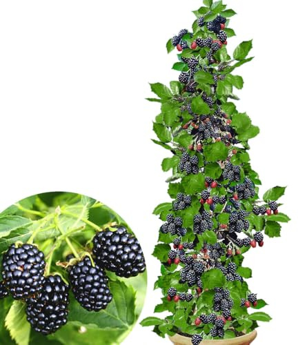 BALDUR Garten 2x Säulen-Brombeeren Navaho® 'Big&Early' dornenlose Pflanze | Im 2-Liter Containertopf, Rubus fruticosa Säulenobst, Beerenobst, Brombeerpflanze, winterhart, platzsparende Säulen